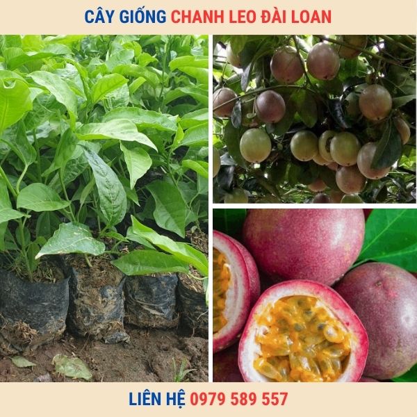 Giống Chanh Leo Đài Loan-Hướng dẫn trồng chanh leo Đài Loan