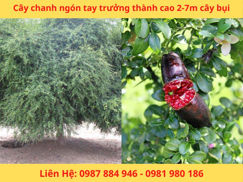 Cây giống chanh ngón tay Fingerlime chanh Úc nhập khẩu mới