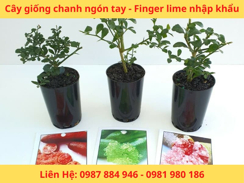 Cây giống chanh ngón tay Fingerlime chanh Úc nhập khẩu mới