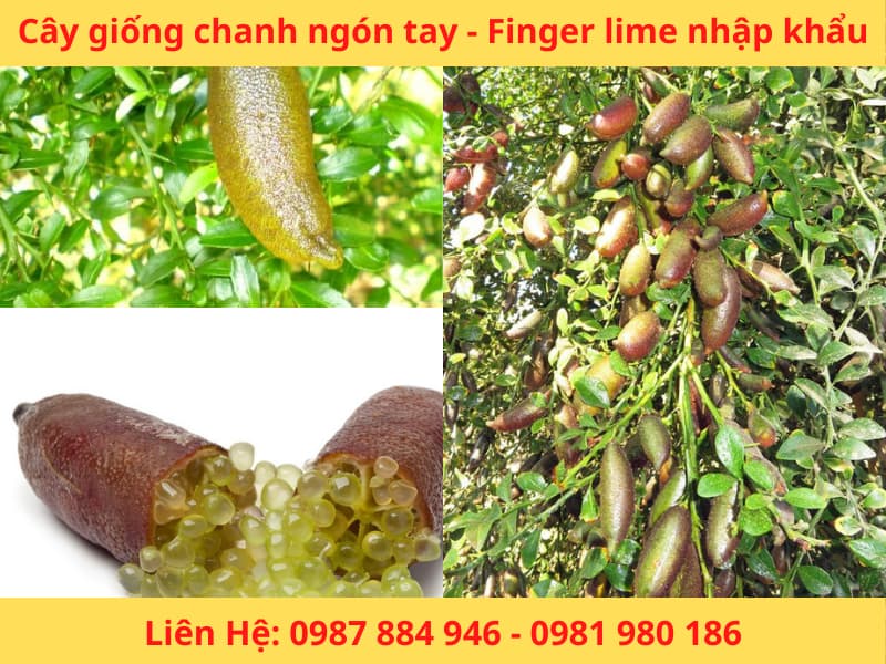 Cây giống chanh ngón tay Fingerlime chanh Úc nhập khẩu mới