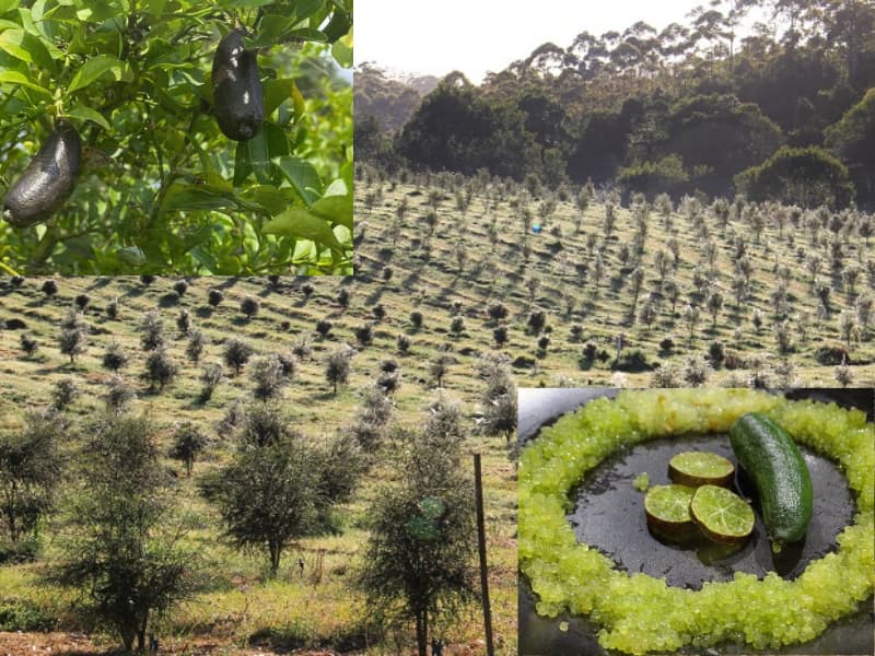 cay giong chanh ngon tay (6)