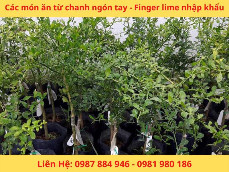 Cây giống chanh ngón tay Fingerlime chanh Úc nhập khẩu mới