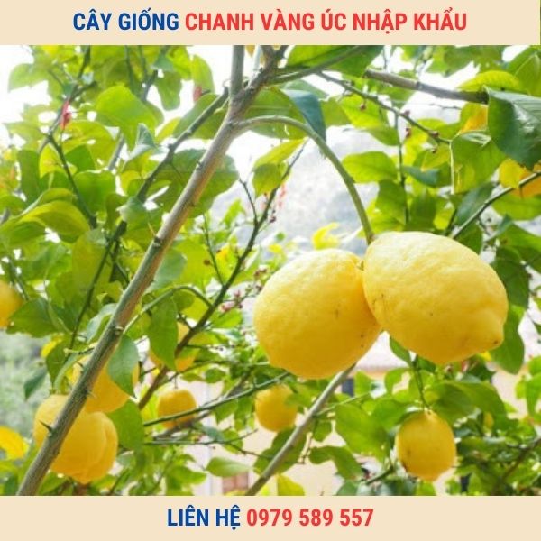 Cây chanh vỏ vàng - giống có nguồn gốc từ nước Úc