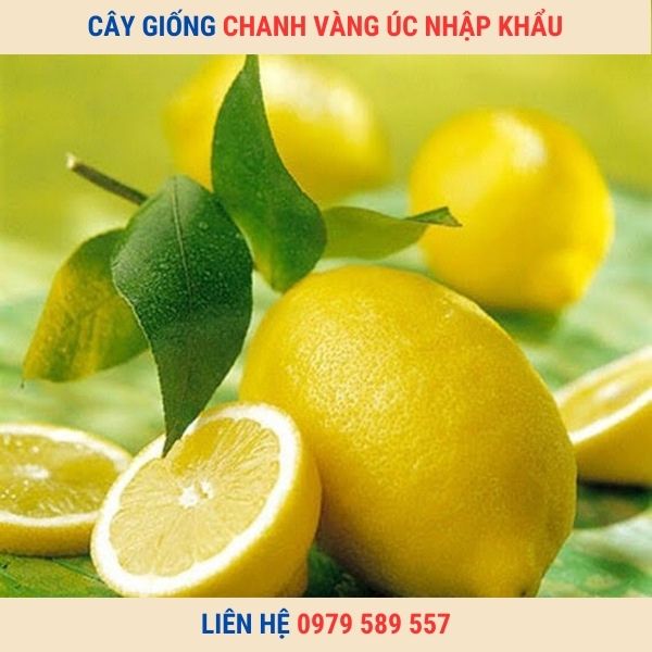 Cây chanh vỏ vàng - giống có nguồn gốc từ nước Úc