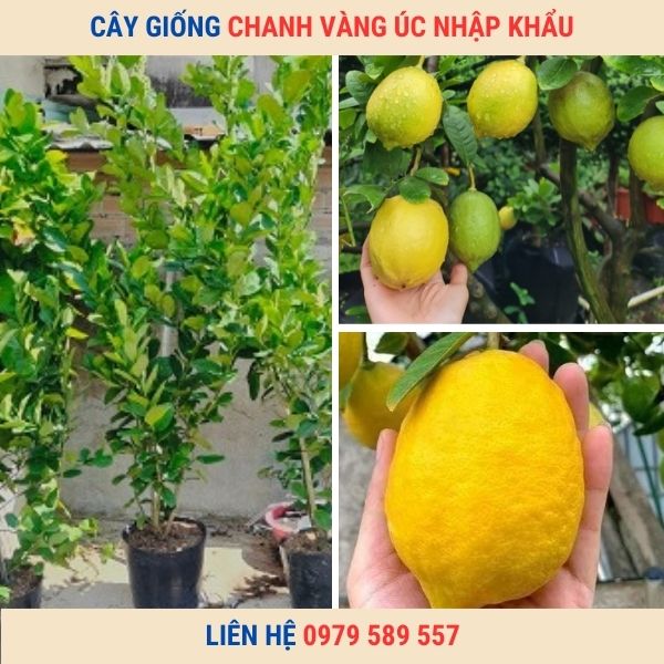 Cây chanh vỏ vàng - giống có nguồn gốc từ nước Úc
