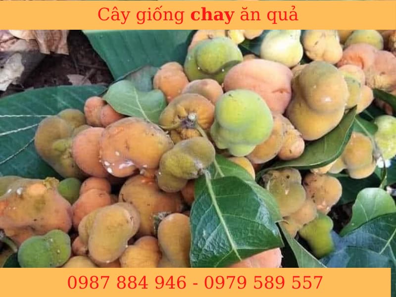 Giống Cây Chay - gieo hạt- bầu 15-20cm