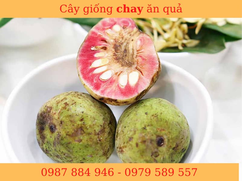 Giống Cây Chay - gieo hạt- bầu 15-20cm Dễ Trồng Dễ Chăm Sóc