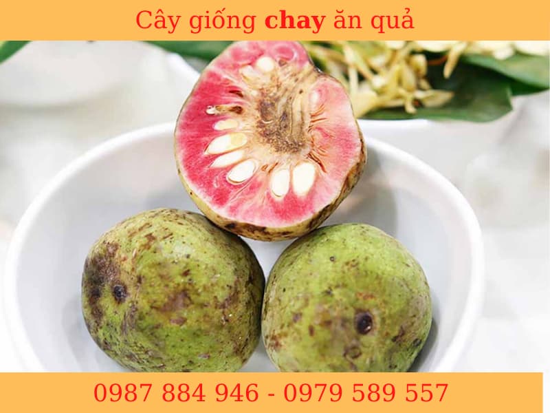 Giống Cây Chay - gieo hạt- bầu 15-20cm