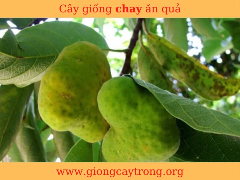 Giống Cây Chay - gieo hạt- bầu 15-20cm Dễ Trồng Dễ Chăm Sóc
