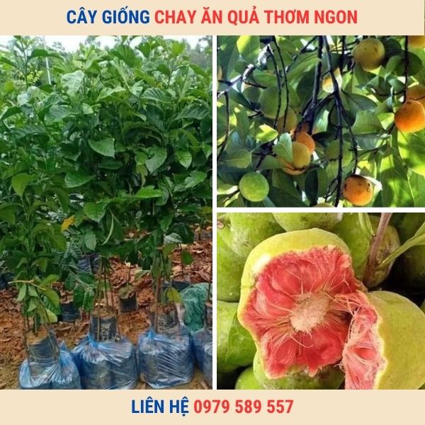 Giống Cây Chay - gieo hạt- bầu 15-20cm Dễ Trồng Dễ Chăm Sóc