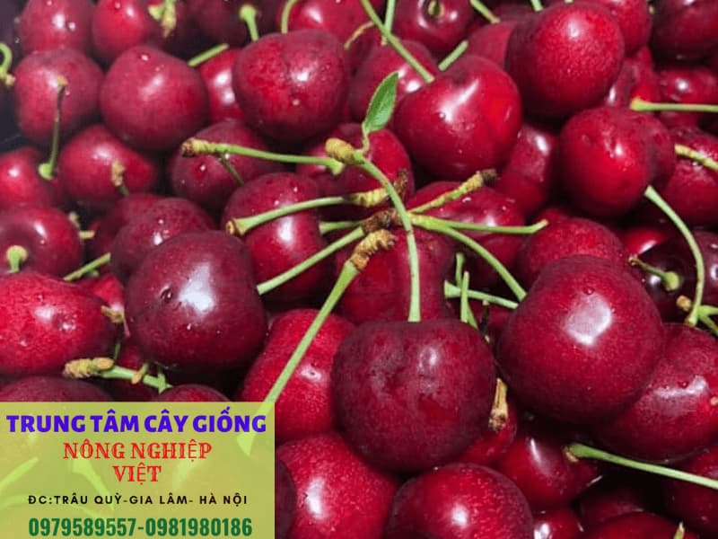 Cây giống Cherry Brazil - Giống mới cho quả chỉ sau 12 tháng