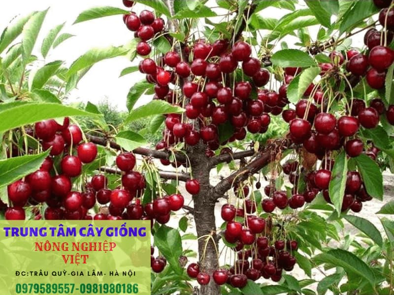 Cây giống Cherry Brazil - Giống mới cho quả chỉ sau 12 tháng