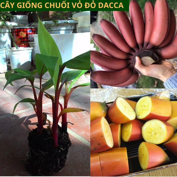 Giống Chuối Úc Đỏ Đắc Ca- Hướng dẫn cách trồng chuối đỏ