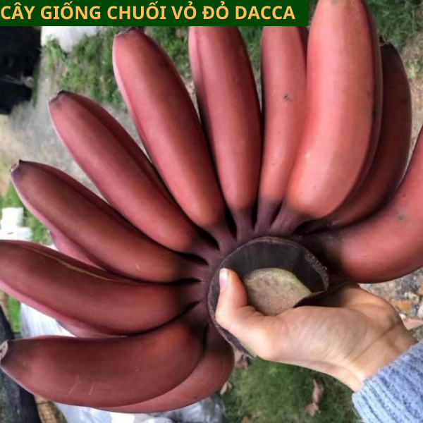 Giống Chuối Úc Đỏ Đắc Ca- Hướng dẫn cách trồng chuối đỏ