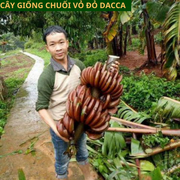 Giống Chuối Úc Đỏ Đắc Ca- Hướng dẫn cách trồng chuối đỏ