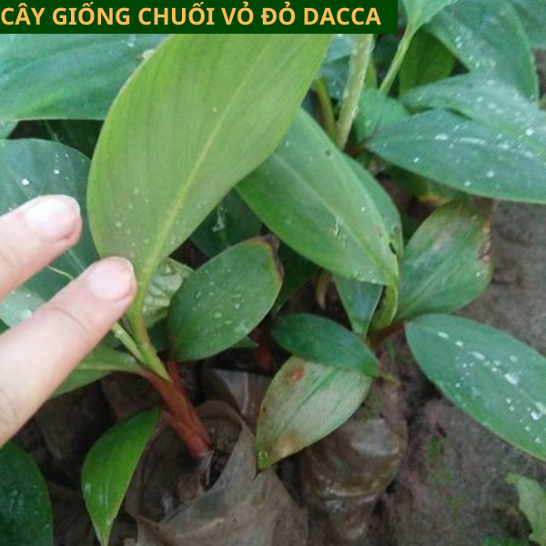 Giống Chuối Úc Đỏ Đắc Ca- Hướng dẫn cách trồng chuối đỏ