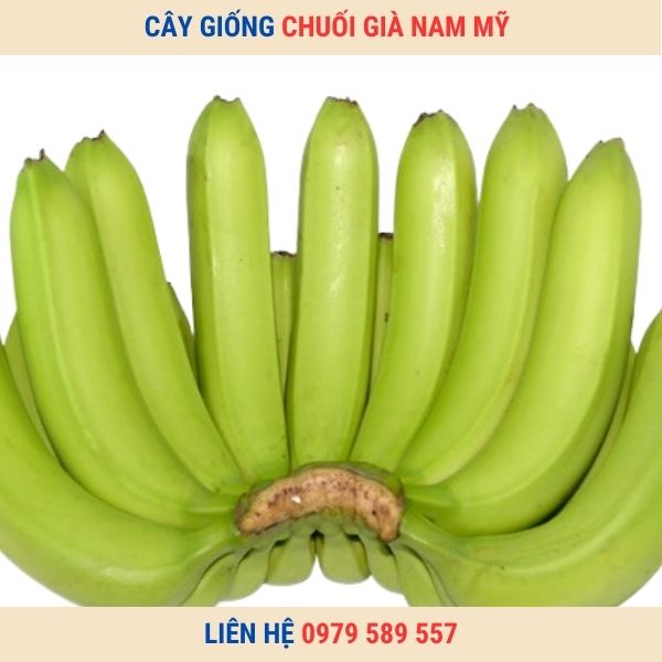 Cây Giống Chuối Già Nam Mỹ Giống Cấy Mô Chuẩn Sạch Bệnh F1 Dễ Trồng