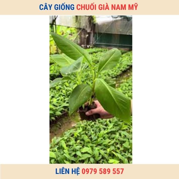 cây giống chuối già Nam Mỹ (3)