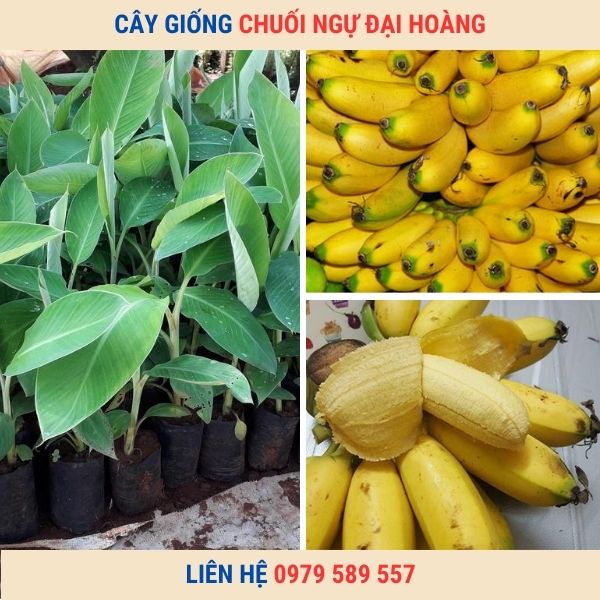 Cây Giống Chuối Ngự- Cung cấp giống chuối ngự cấy mô