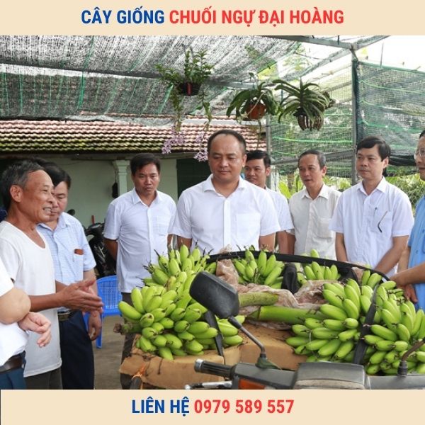 Cây Giống Chuối Ngự- Cung cấp giống chuối ngự cấy mô