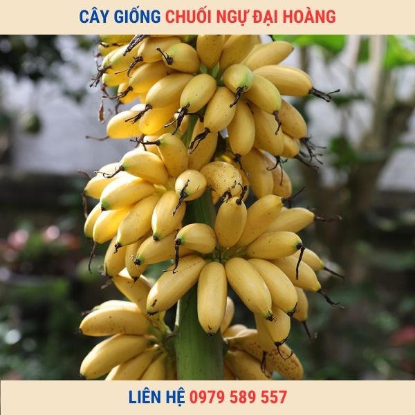 Cây Giống Chuối Ngự- Cung cấp giống chuối ngự cấy mô