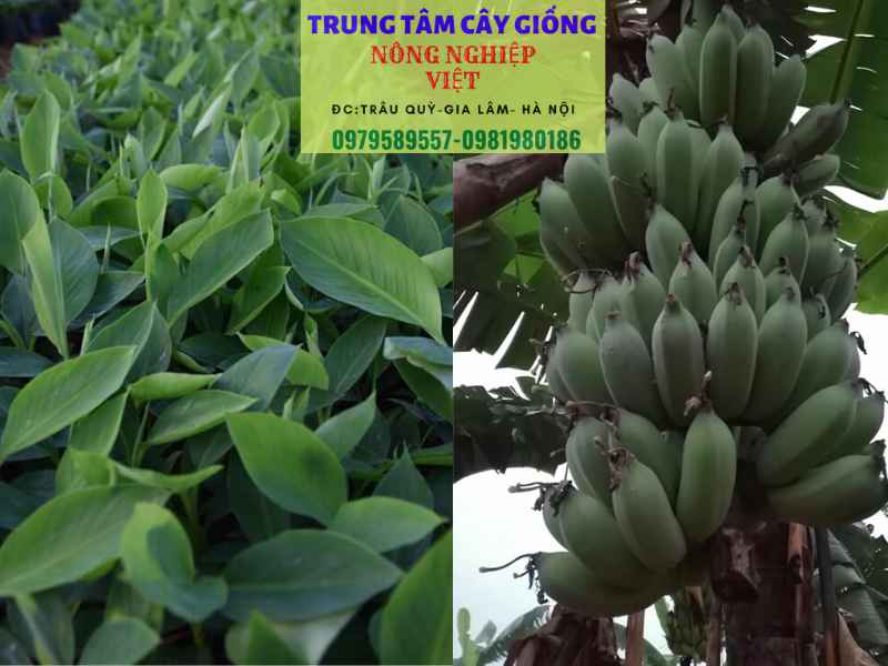 Cây giống chuối tây - Đặc điểm, cách trồng và địa điểm mua giống chuẩn