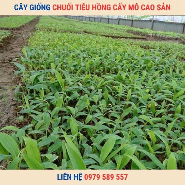 Cây giống chuối tiêu hồng cấy mô - Trung tâm giống Nông Nghiệp Việt