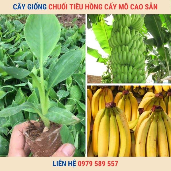 Cây giống chuối tiêu hồng cấy mô - Trung tâm giống Nông Nghiệp Việt