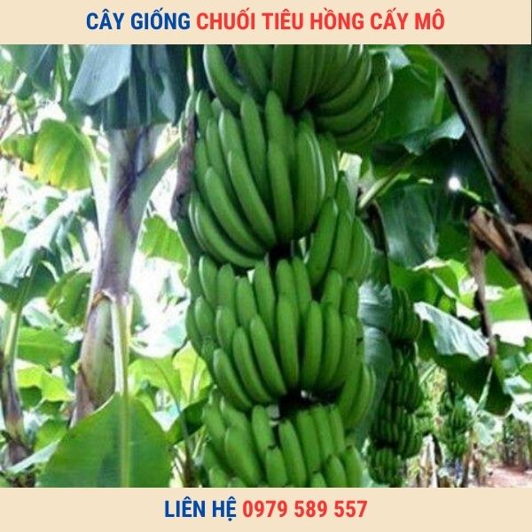 Giống chuối tiêu hồng- Hướng dẫn kĩ thuật trồng,chăm sóc