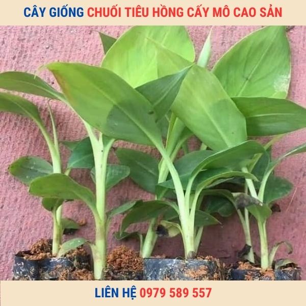 Cây giống chuối tiêu hồng cấy mô - Trung tâm giống Nông Nghiệp Việt