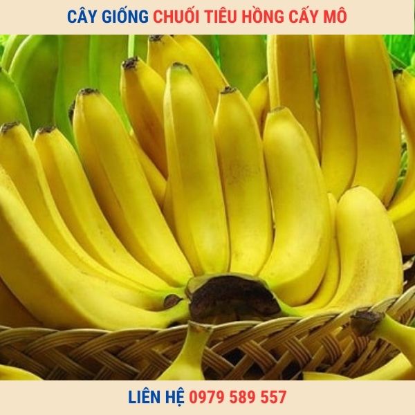 Giống chuối tiêu hồng- Hướng dẫn kĩ thuật trồng,chăm sóc