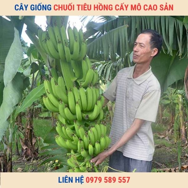 Cây giống chuối tiêu hồng cấy mô - Trung tâm giống Nông Nghiệp Việt