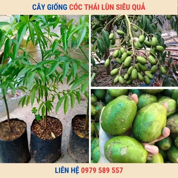 Cây giống cóc Thái- cóc bao tử- cây hạt cao 30-50cm