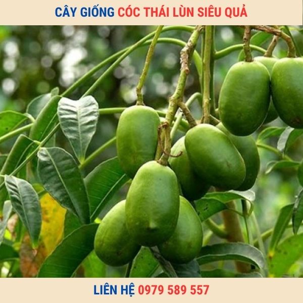 Cây giống cóc Thái- cóc bao tử- cây hạt cao 30-50cm