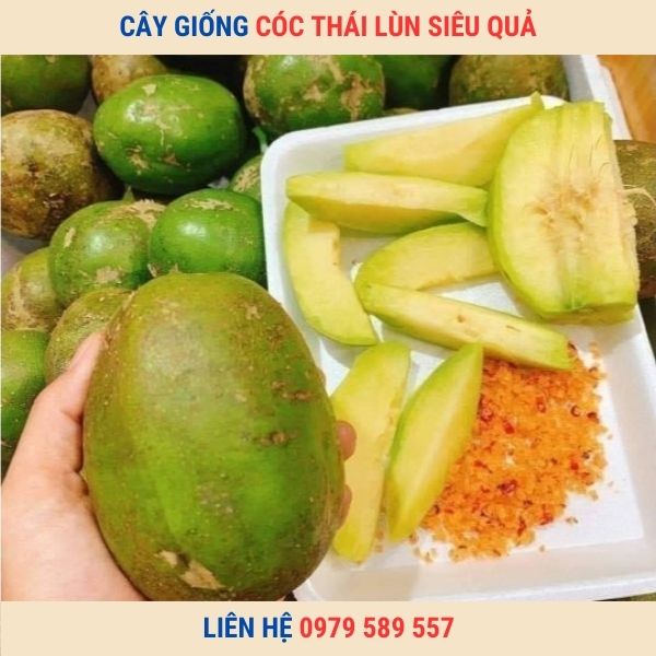 Cây giống cóc Thái- cóc bao tử- cây hạt cao 30-50cm