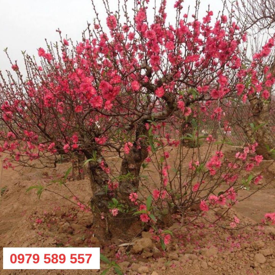 Cây Giống Hoa Đào Bích Chuẩn Học Viện Nông Nghiệp