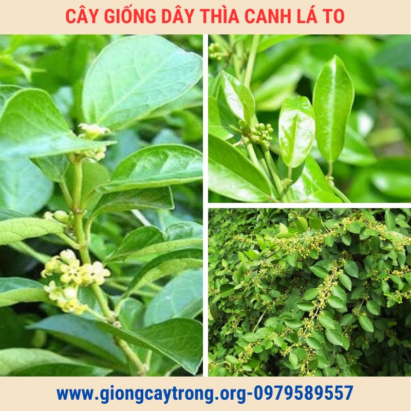 cây giống dây thìa canh (3)