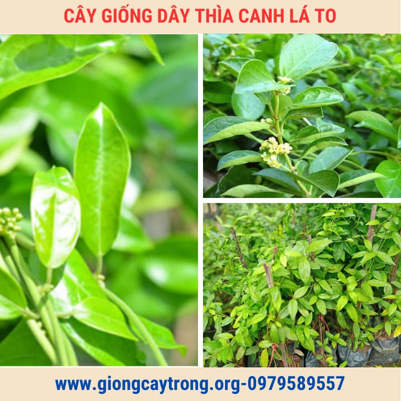 Cây Thìa Canh Giống Chuẩn Có Bảo Hành - Vườn Ươm Nông Nghiệp Việt