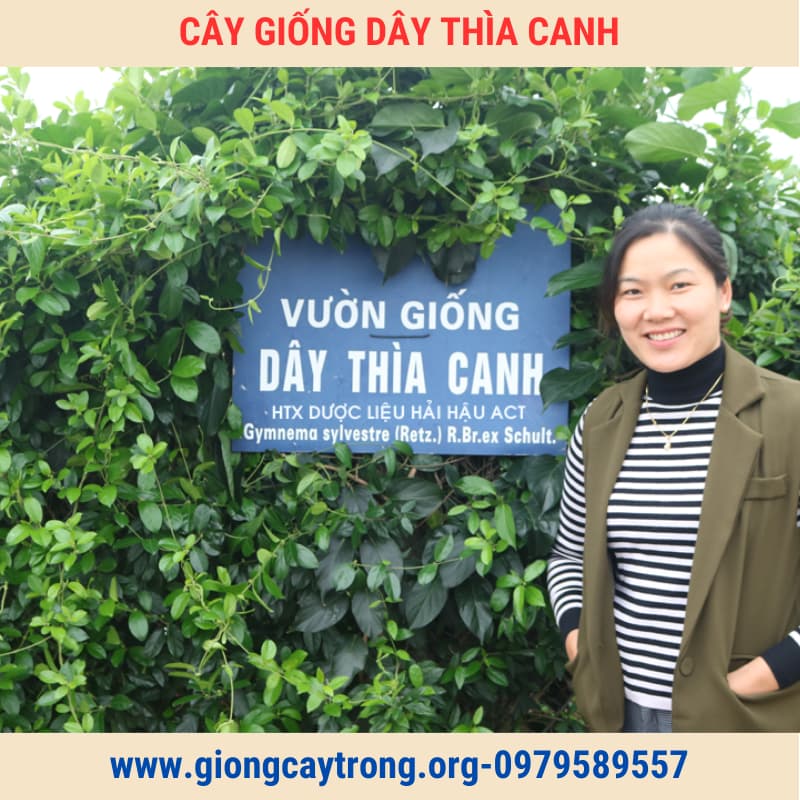 Cây Thìa Canh Giống Chuẩn Có Bảo Hành - Vườn Ươm Nông Nghiệp Việt