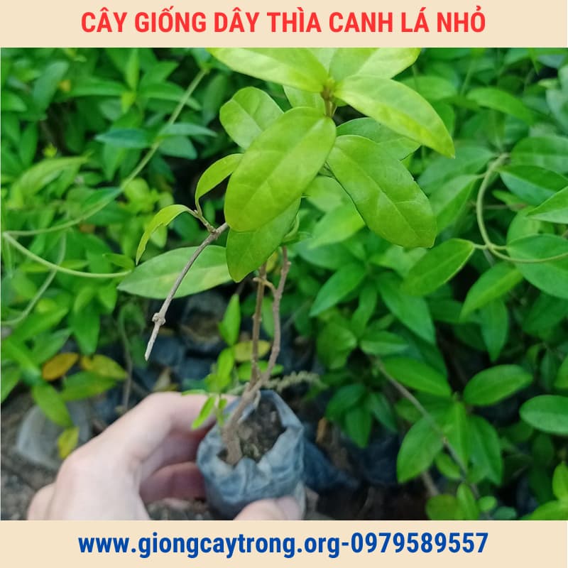 cây giống dây thìa canh (6)