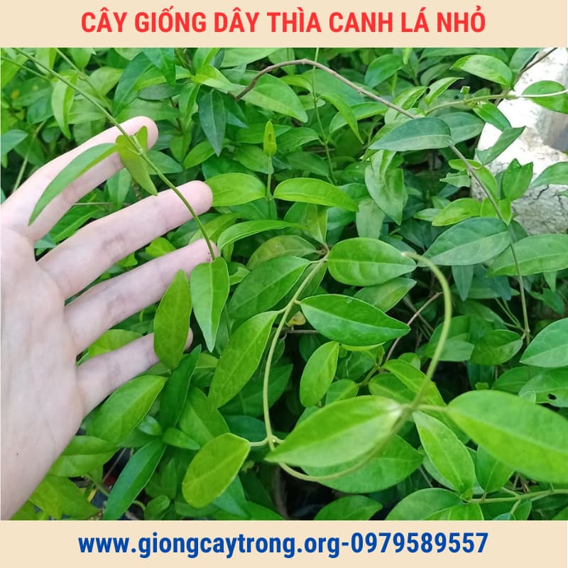 cây giống dây thìa canh (7)