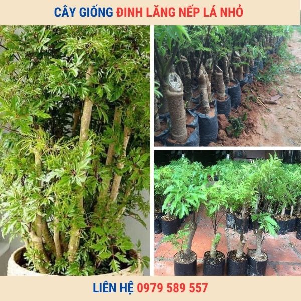 Cây Giống Đinh Lăng Nếp Lá Nhỏ - Giống Chuẩn - Bảo Hành