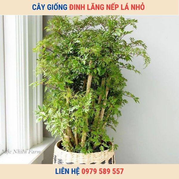 Cây Giống Đinh Lăng Nếp Lá Nhỏ - Giống Chuẩn - Bảo Hành