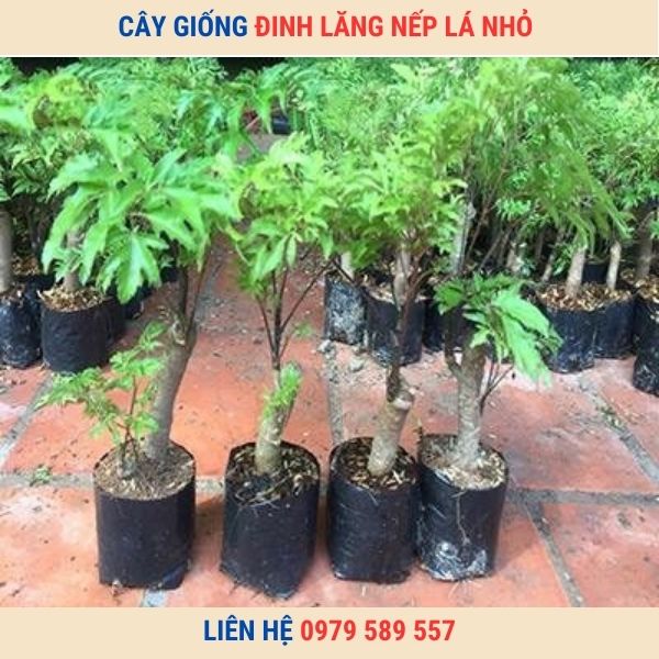 Cây Giống Đinh Lăng Nếp Lá Nhỏ - Giống Chuẩn - Bảo Hành
