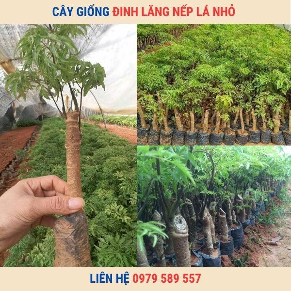 Cây Giống Đinh Lăng Nếp Lá Nhỏ - Giống Chuẩn - Bảo Hành