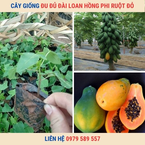Giống Cây Đu Đủ Đài Loan Hồng Phi