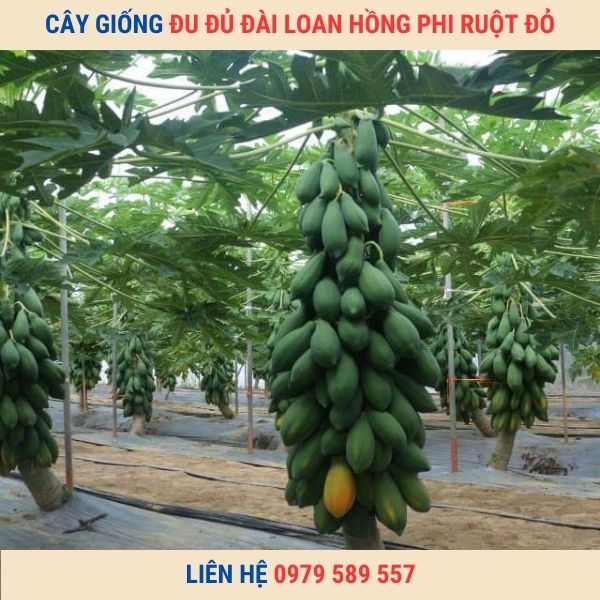 Giống Cây Đu Đủ Đài Loan Hồng Phi