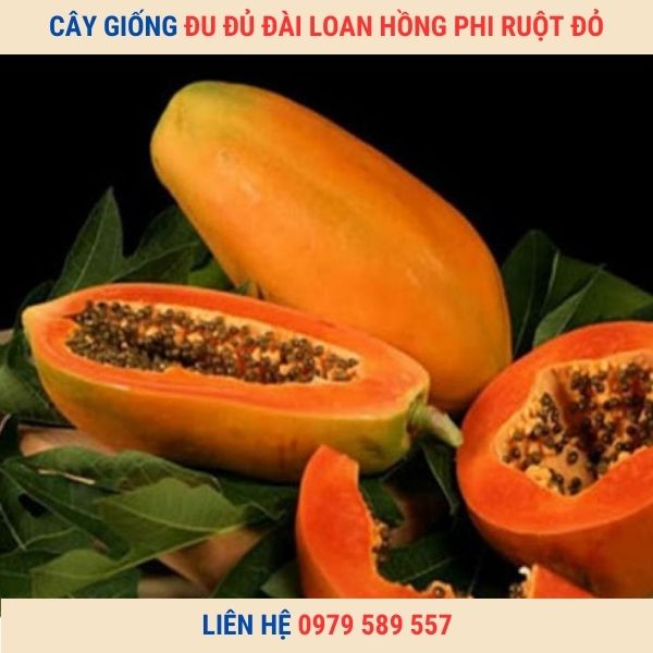 Giống Cây Đu Đủ Đài Loan Hồng Phi