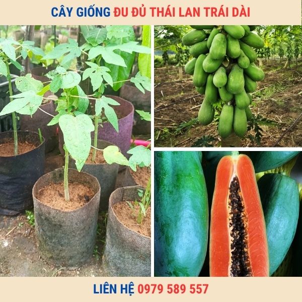 Cây Giống Đu Đủ Lùn Thái Lan - Siêu Trái Trái Xanh Làm Nộm Trái Chín Ăn Ngọt