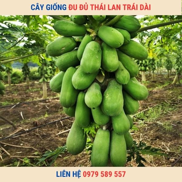 Cây Giống Đu Đủ Lùn Thái Lan - Siêu Trái Trái Xanh Làm Nộm Trái Chín Ăn Ngọt